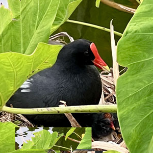  ʻalae ʻula (Hawaiian moorhen) 