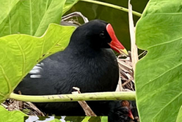  ʻalae ʻula (Hawaiian moorhen) 